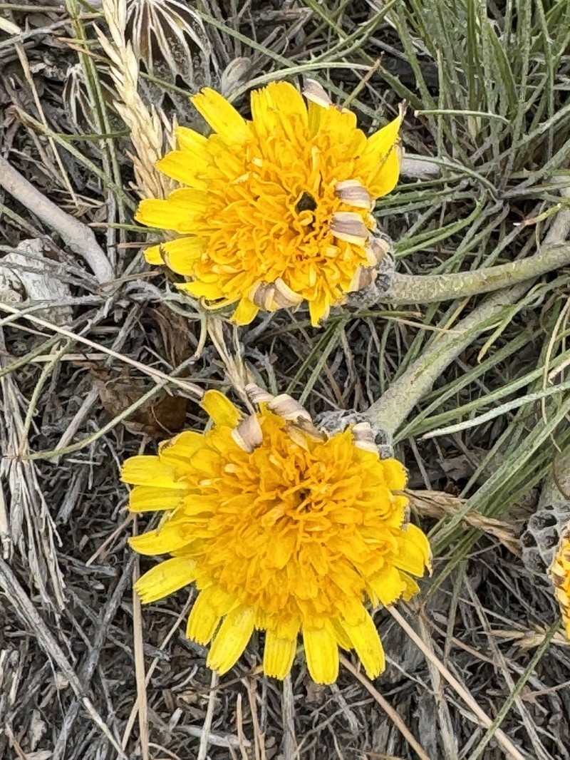 Hypochaeris laciniata photo 8