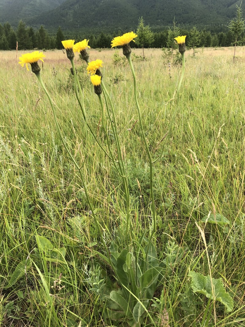 Hypochaeris maculata subsp. pelivanovicii