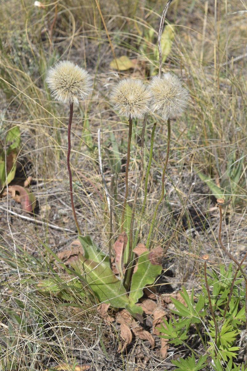 Hypochaeris maculata subsp. pelivanovicii photo 2