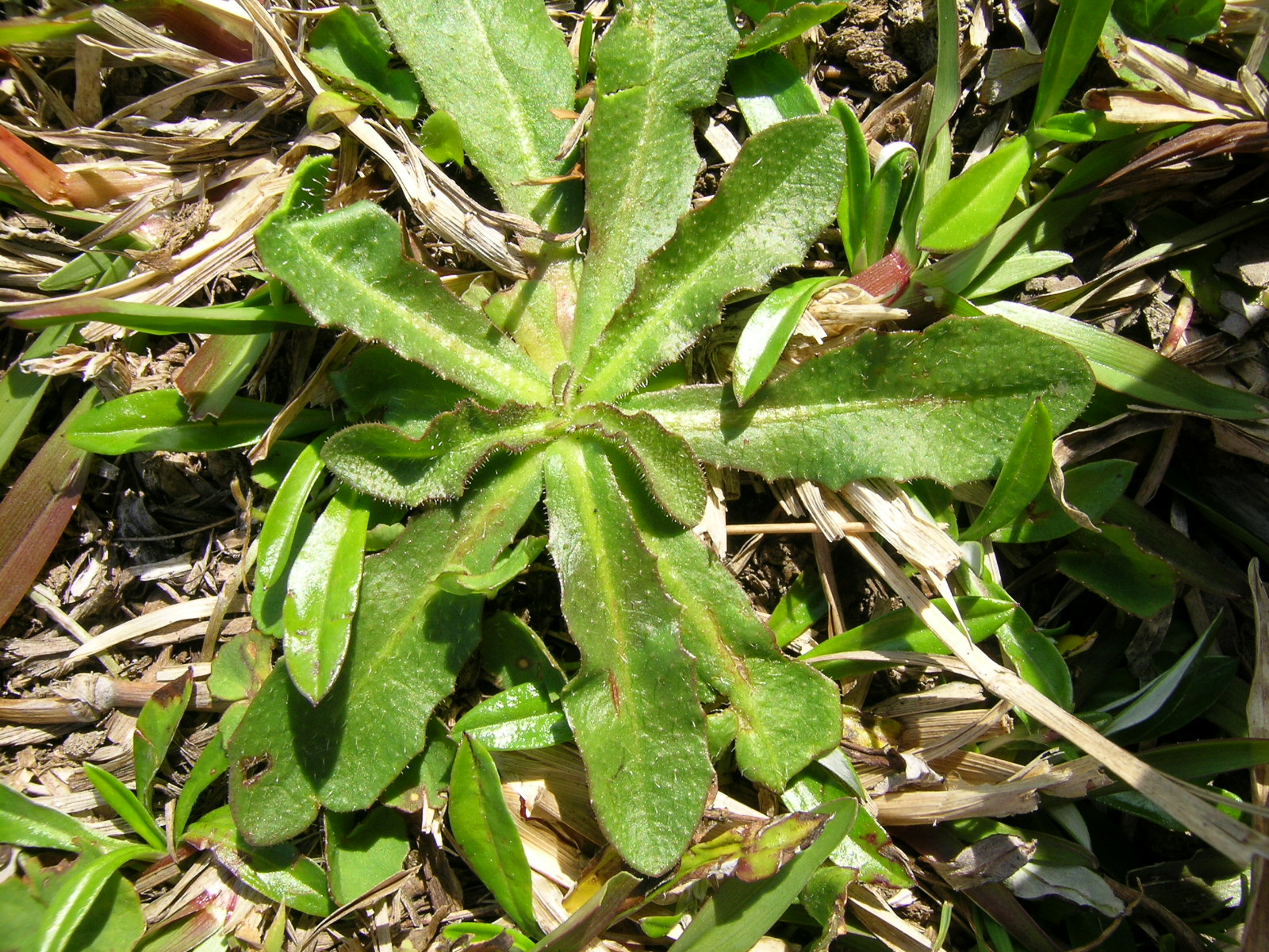 Hairy Cat's Ear photo 5