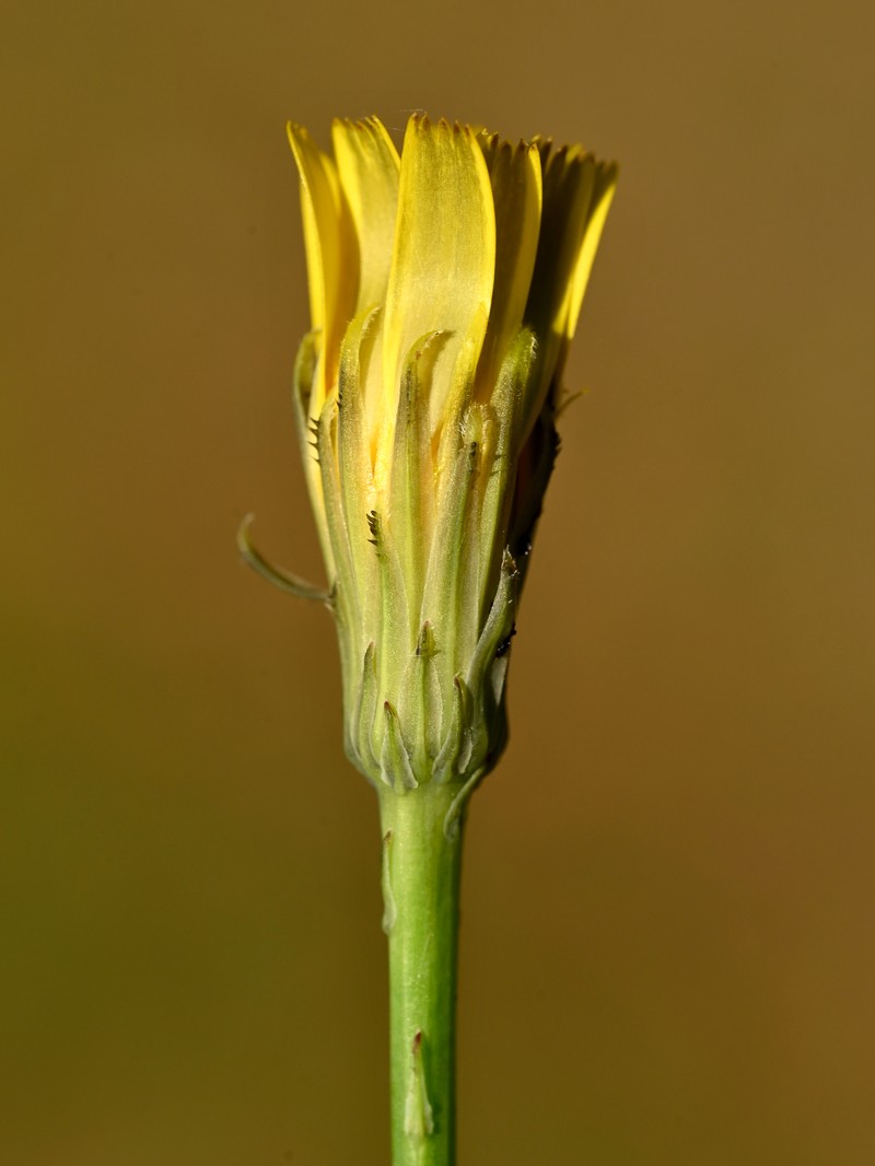 Hairy Cat's Ear photo 9