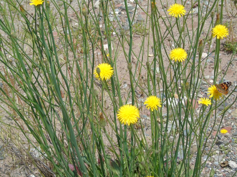 Hypochaeris radicata subsp. heterocarpa