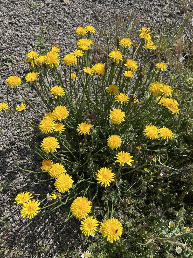 Hypochaeris radicata subsp. heterocarpa photo 2