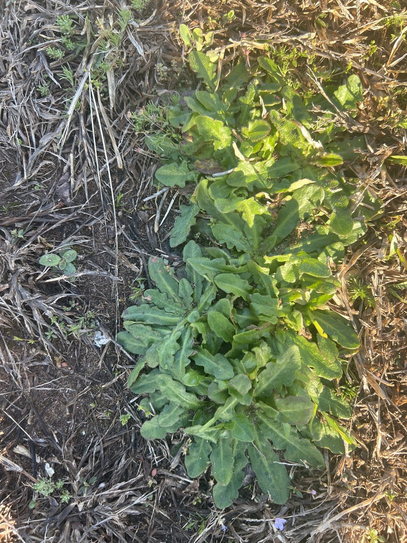 Hypochaeris radicata subsp. radicata