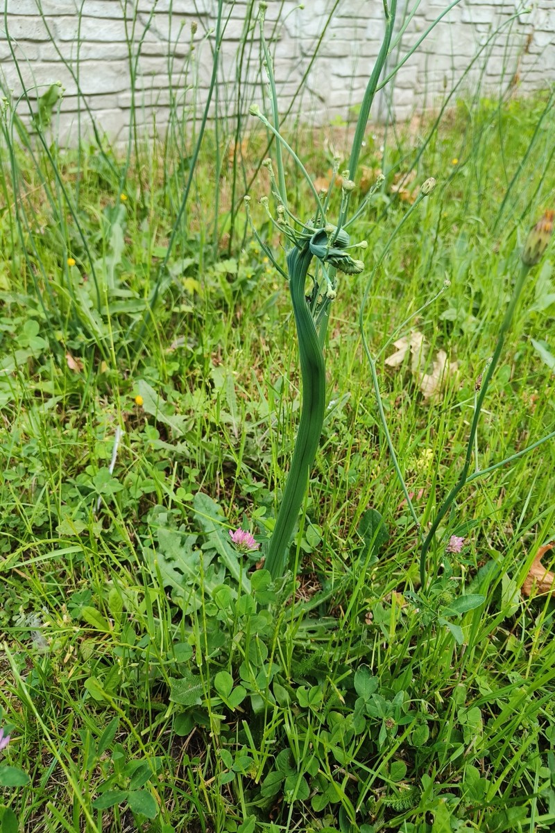 Hypochaeris radicata subsp. radicata photo 2