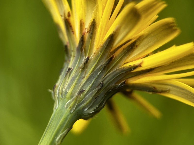 Hypochaeris radicata subsp. radicata photo 3