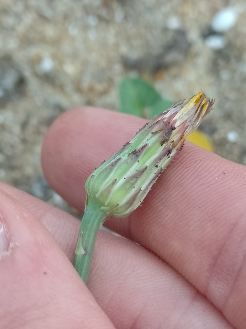 Hypochaeris radicata subsp. radicata photo 4