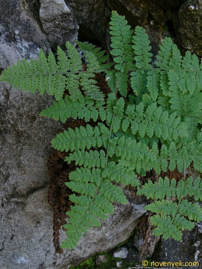 Hypodematium chrysolepis