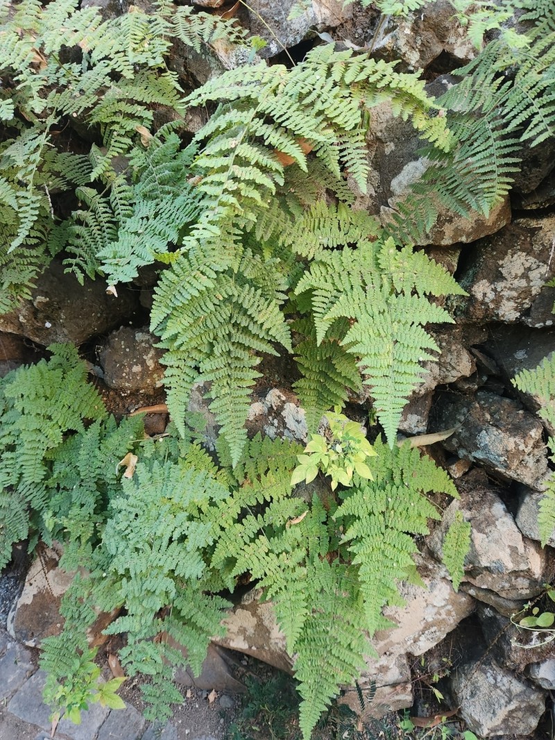 Hypodematium chrysolepis photo 2