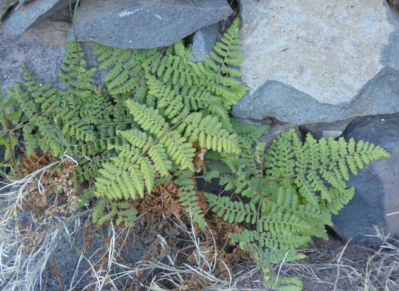 Hypodematium chrysolepis photo 4