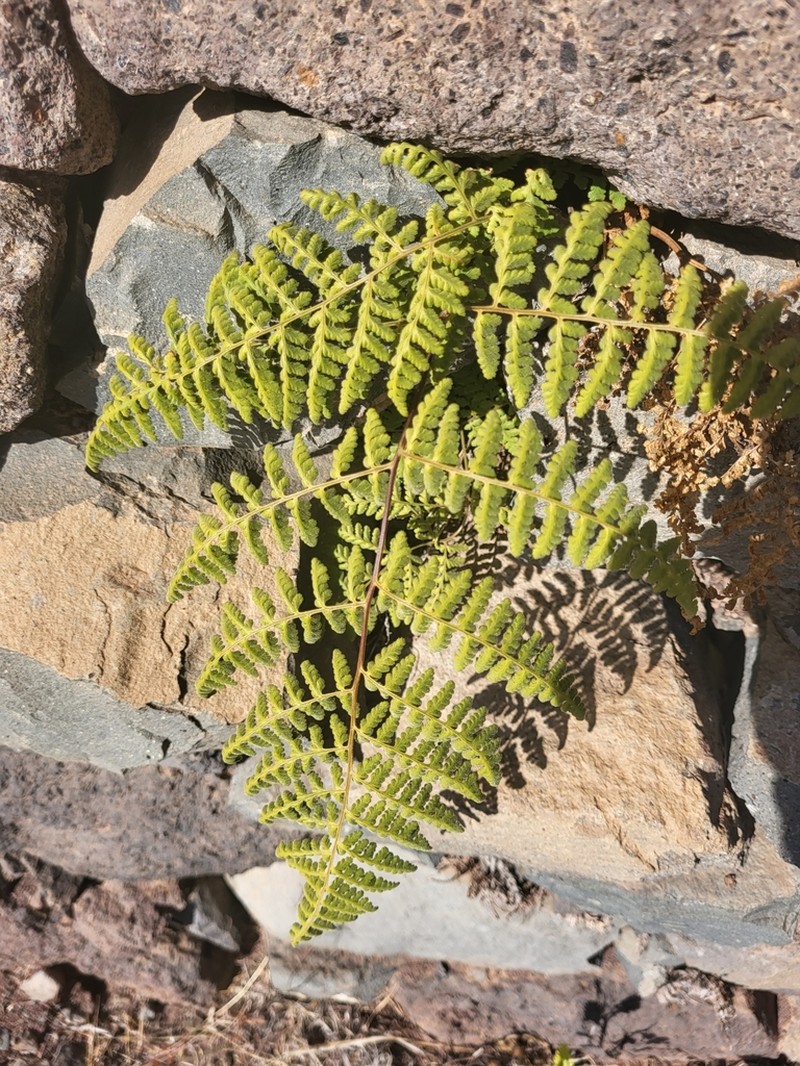 Hypodematium chrysolepis photo 5