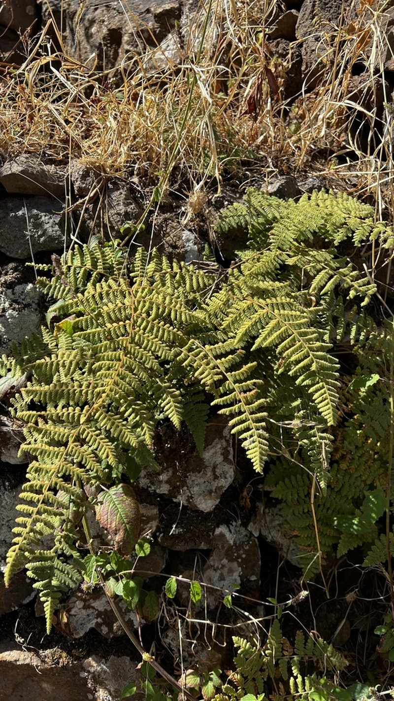 Hypodematium chrysolepis photo 7