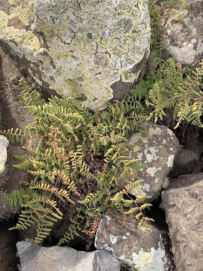 Hypodematium chrysolepis photo 8