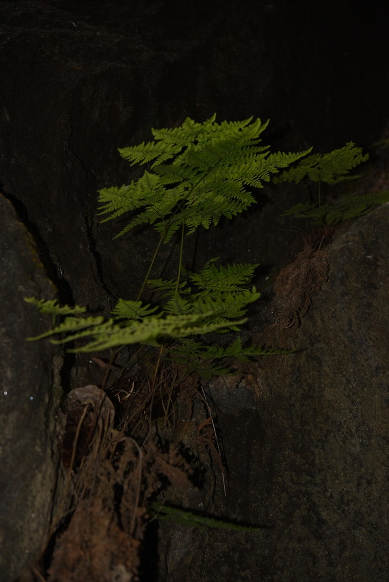 Hypodematium crenatum