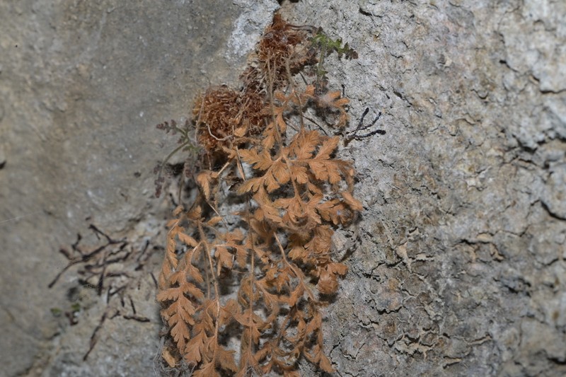 Hypodematium crenatum photo 2