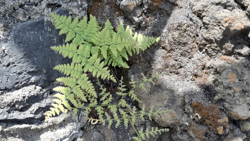 Hypodematium crenatum photo 4