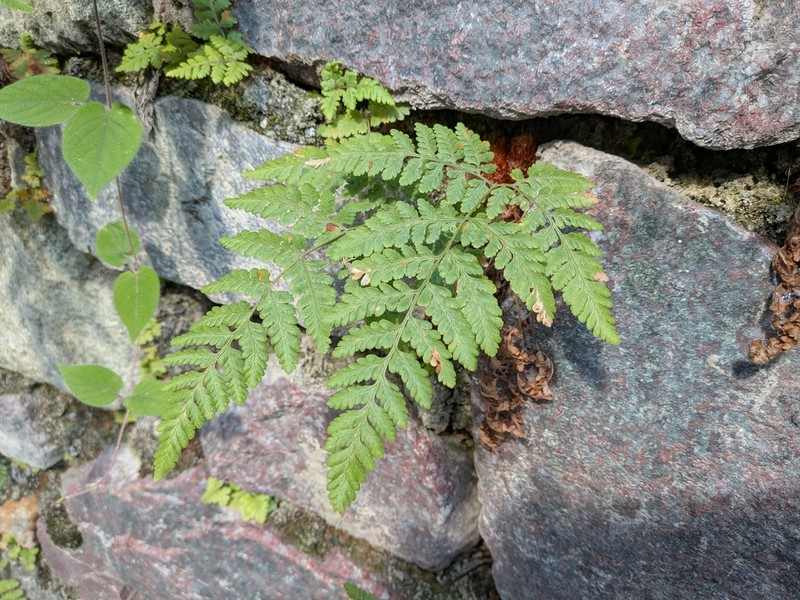Hypodematium crenatum photo 5