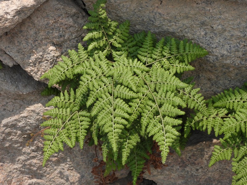 Hypodematium crenatum photo 6