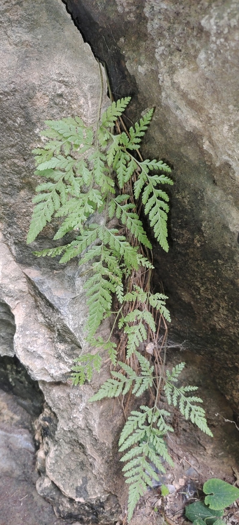 Hypodematium crenatum photo 7