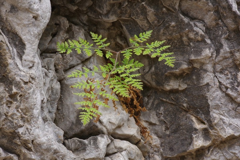 Hypodematium crenatum photo 8