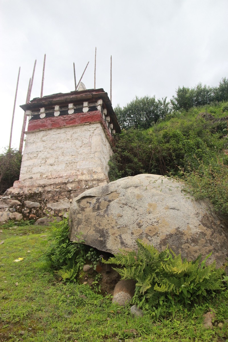 Hypodematium daochengense photo 2