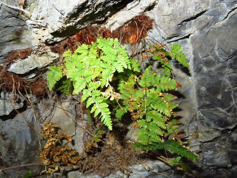 Hypodematium eglandulosum
