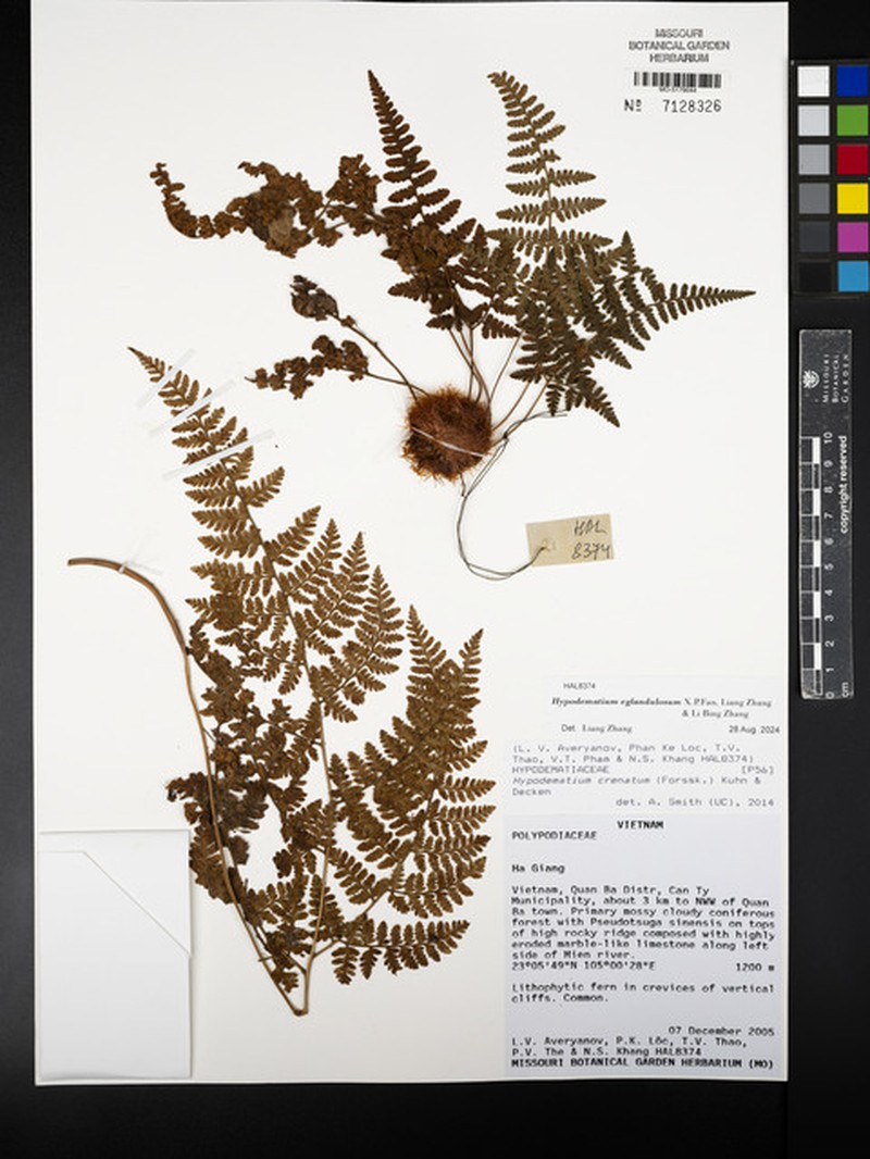 Hypodematium eglandulosum photo 2
