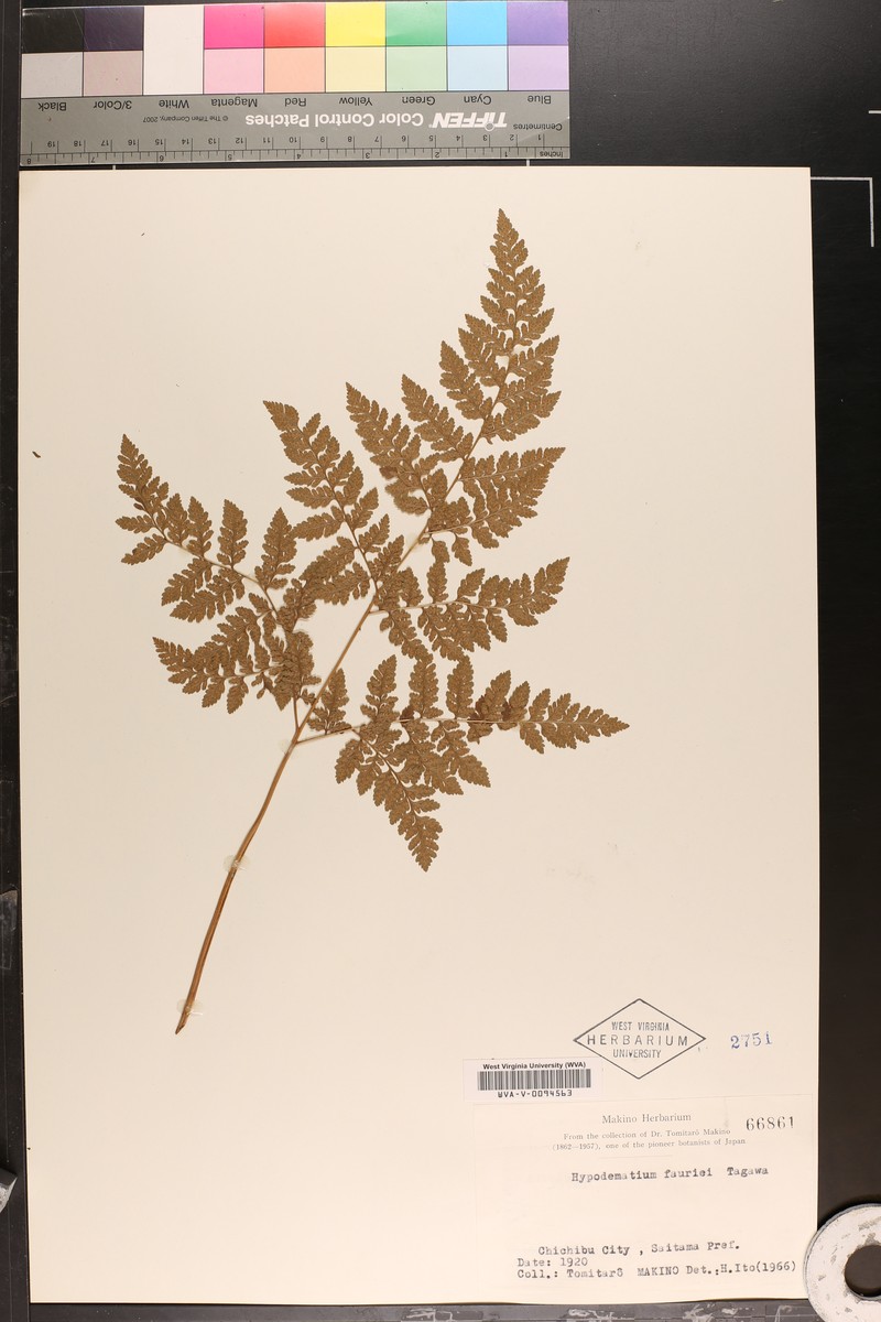 Hypodematium fauriei