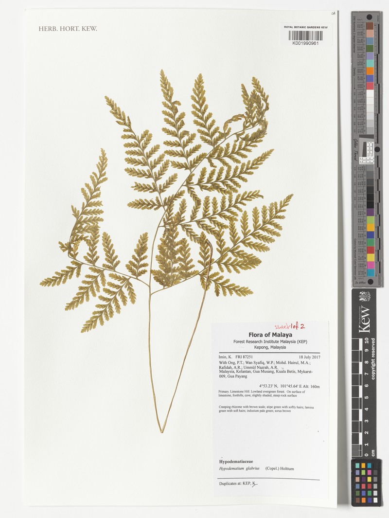 Hypodematium glabrius