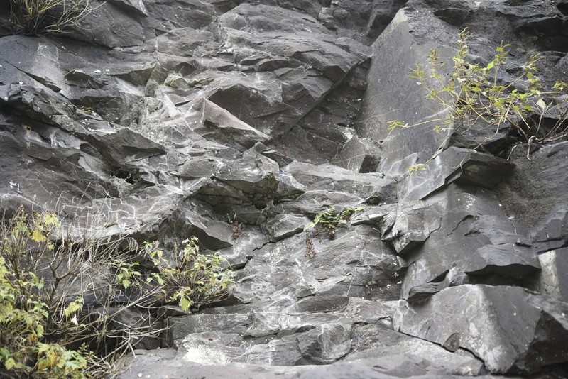 Hypodematium glandulosopilosum