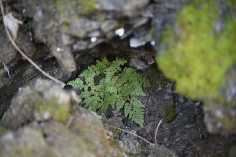 Hypodematium glandulosopilosum photo 2