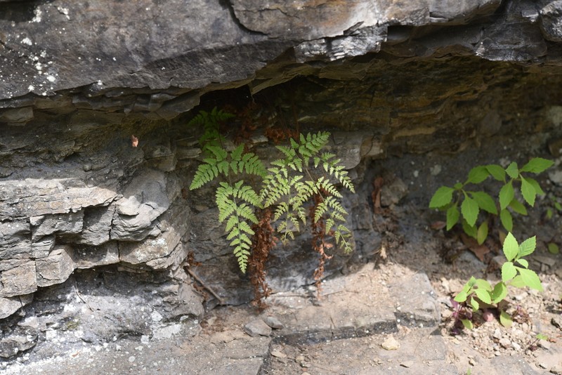 Hypodematium glandulosopilosum photo 3