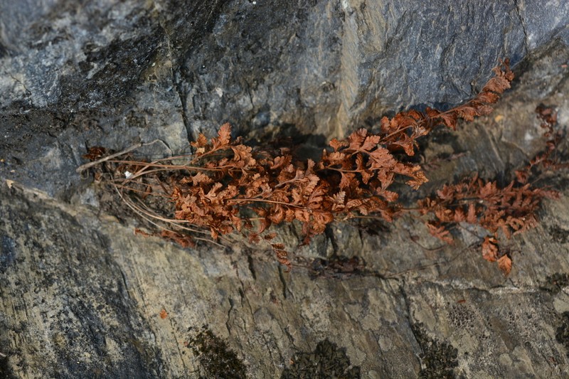 Hypodematium glandulosopilosum photo 4