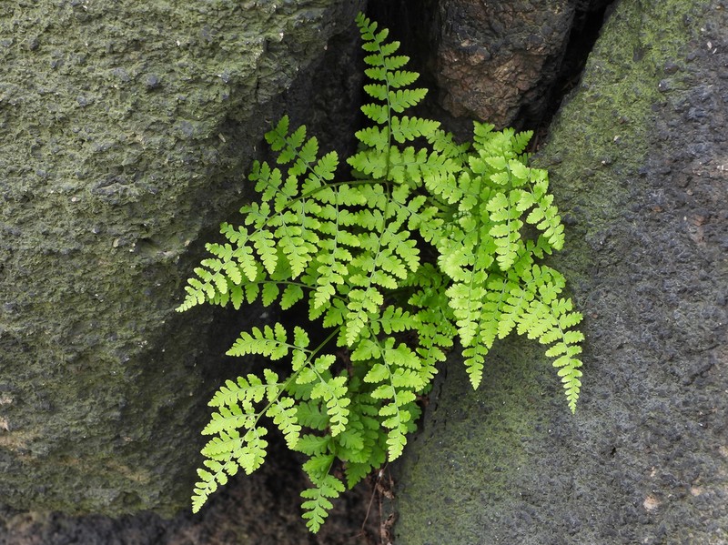 Hypodematium glandulosopilosum photo 5