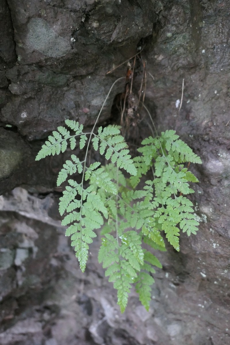 Hypodematium glandulosopilosum photo 6