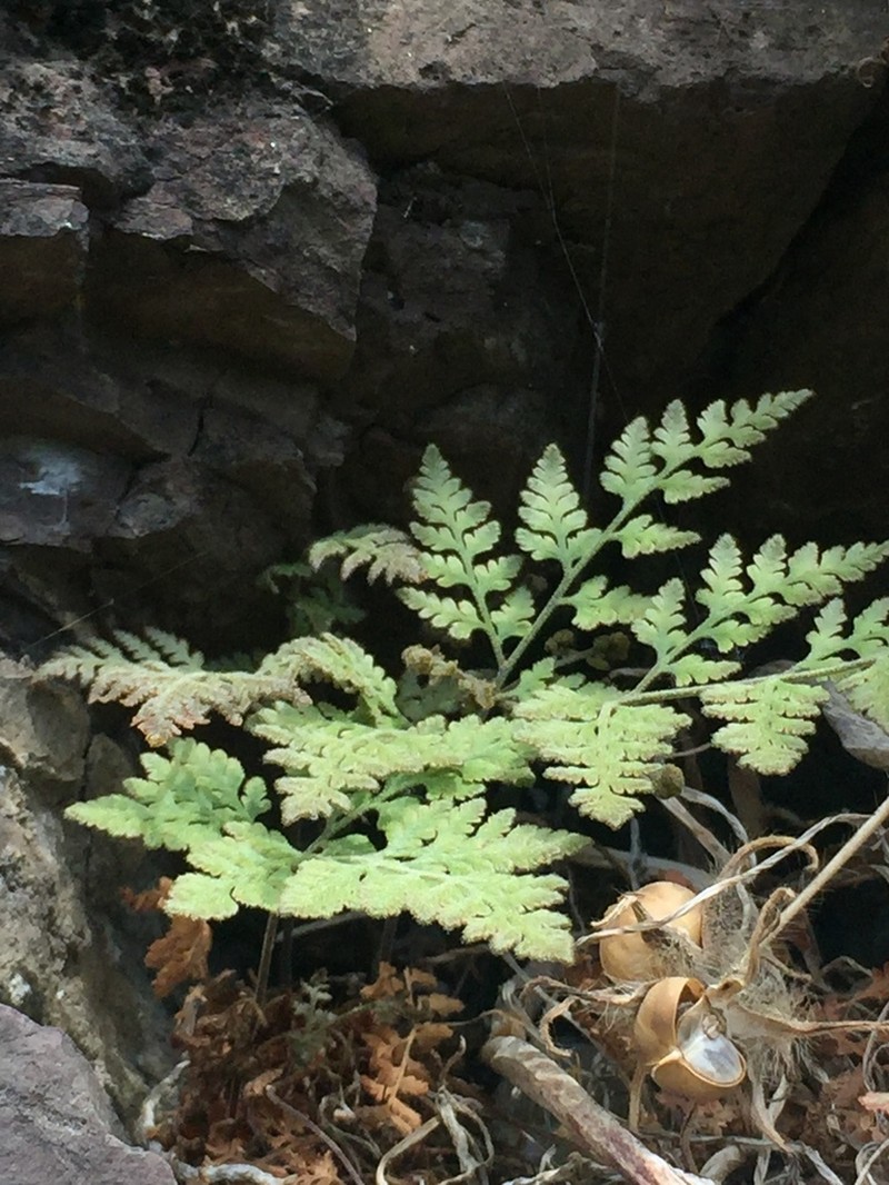 Hypodematium glandulosopilosum photo 7