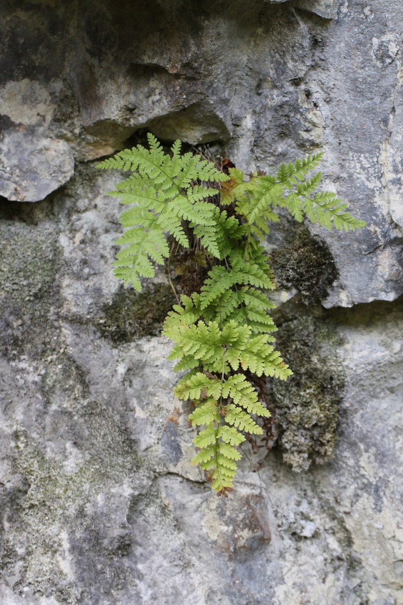 Hypodematium glandulosopilosum photo 8