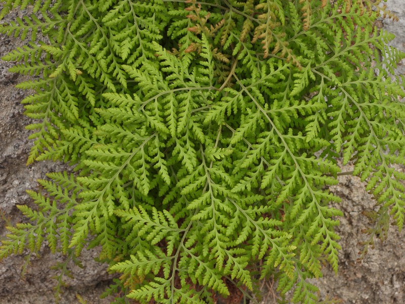 Hypodematium gracile