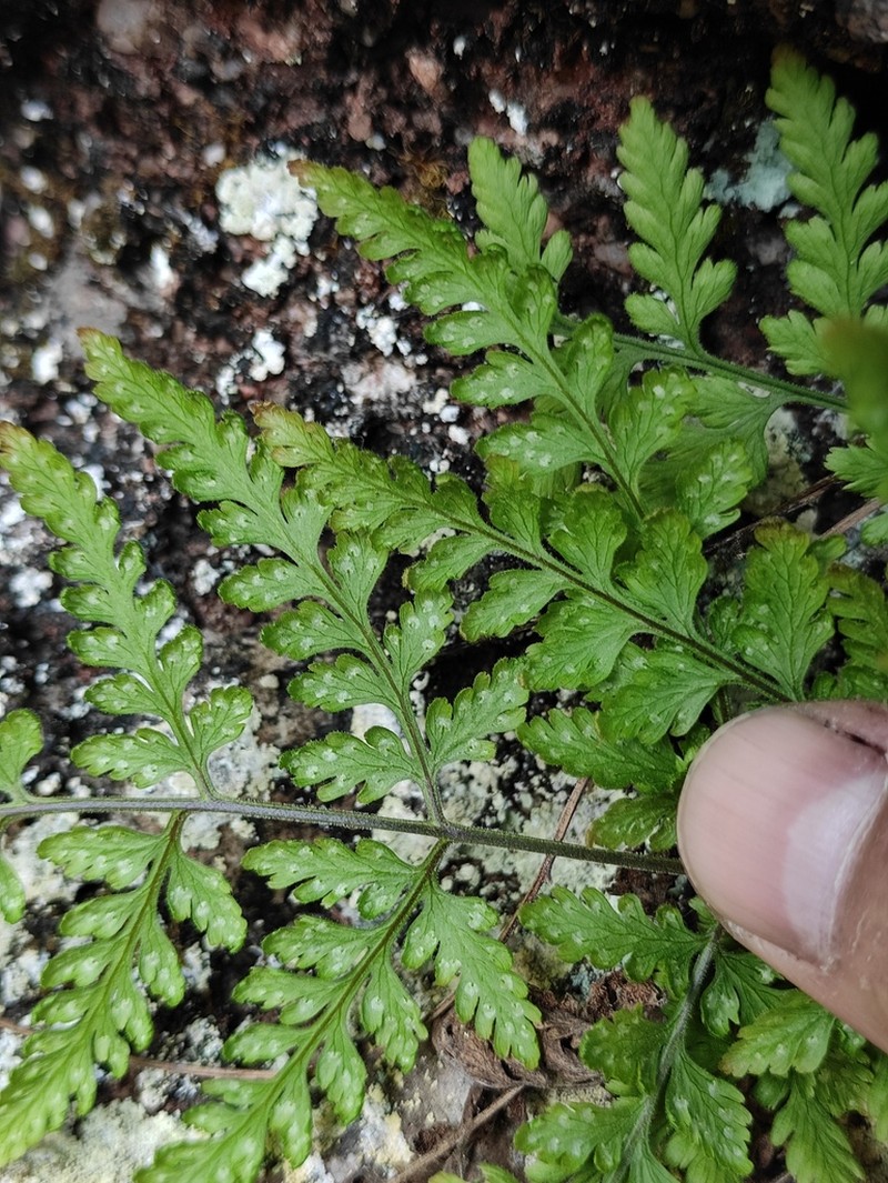 Hypodematium gracile photo 2
