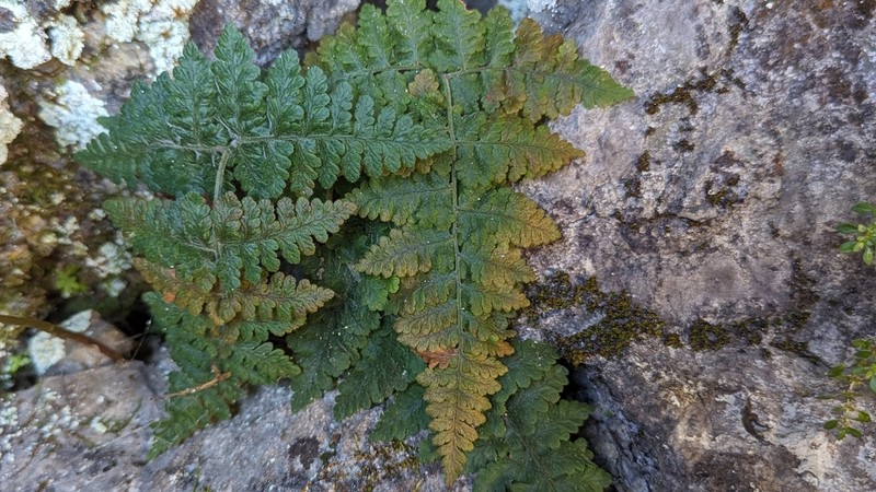 Hypodematium phegopteroideum