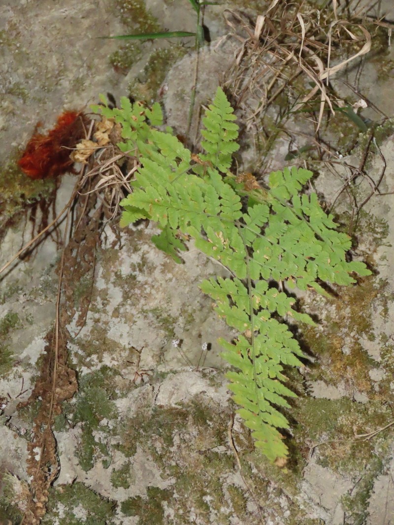 Hypodematium shingii