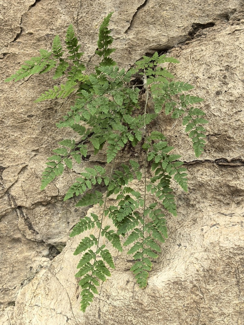 Hypodematium sinense