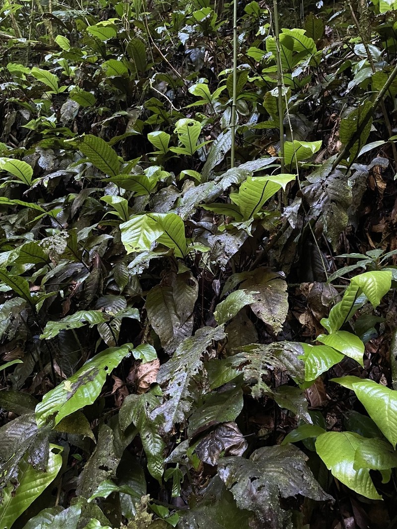 Hairvein Fern