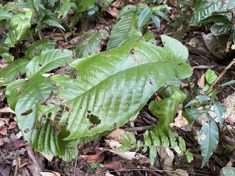Hairvein Fern photo 2