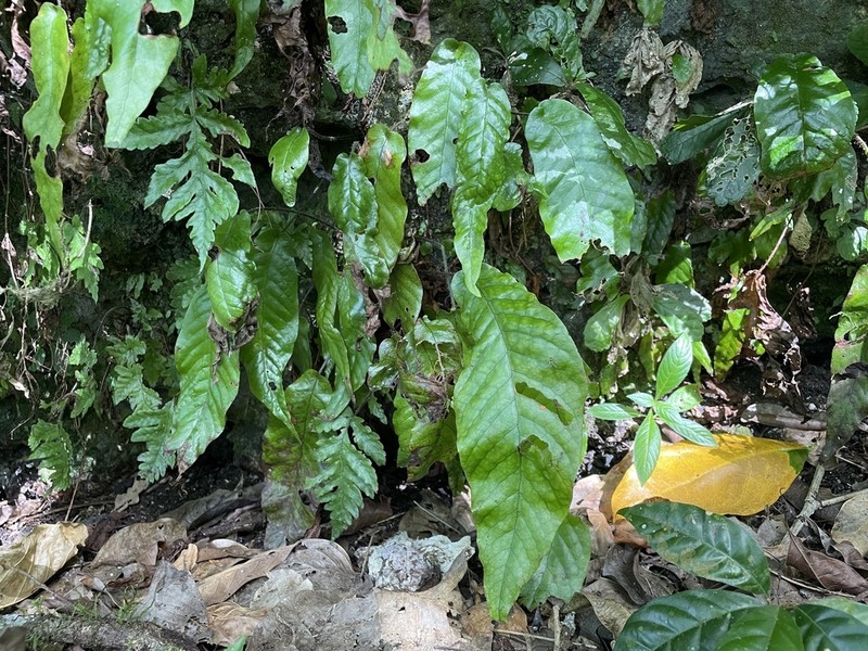Hairvein Fern photo 3