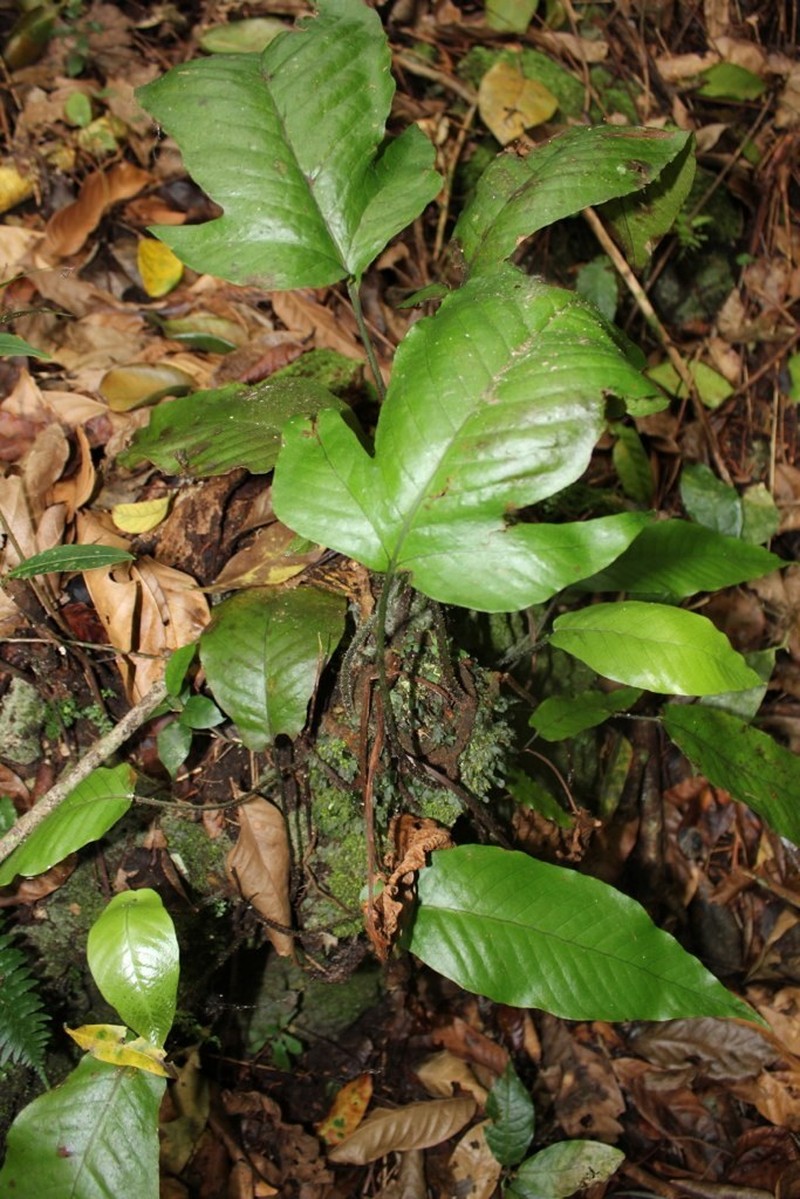 Hairvein Fern photo 4