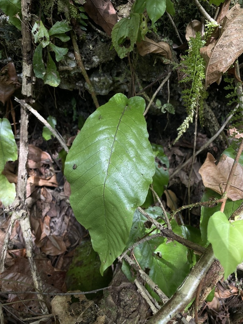 Hairvein Fern photo 5