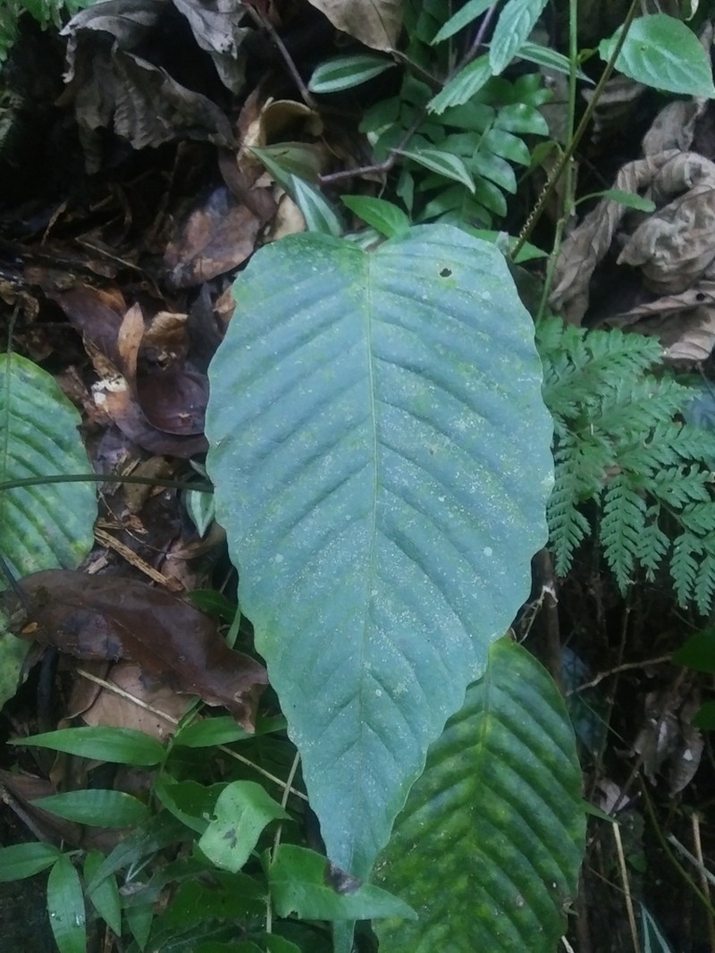 Hairvein Fern photo 6