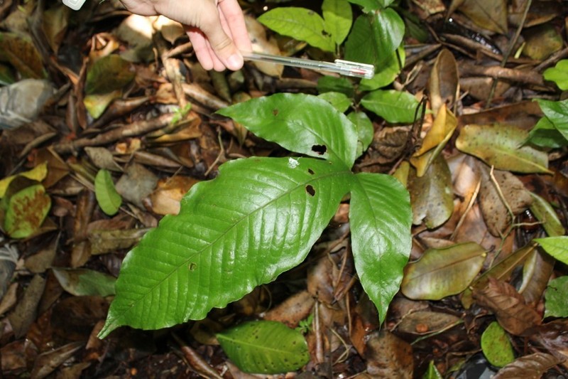 Hairvein Fern photo 7