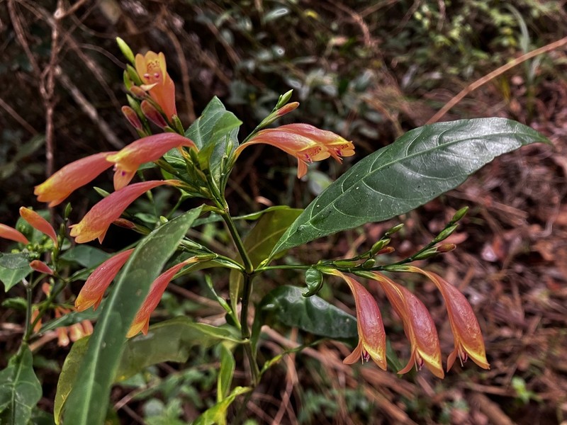 Hypoestes acuminata